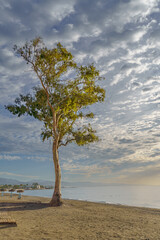 Fototapeta na wymiar sunrise seascape with a large eucalyptus tree on the beach a colorful sky with clouds and calm sea