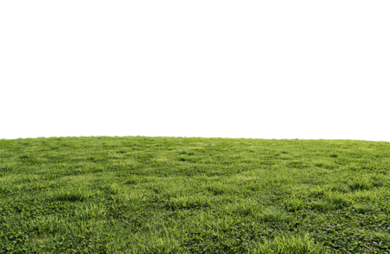 beautiful green field with flower and grass