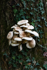 mushrooms in the forest