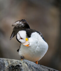 Horned Puffin (Fratercula corniculata) in breeding plumage preening on rock, Alaska, USA. Vertical format.