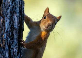 Naklejka na ściany i meble Cute and curious little scottish red squirrel in the woodland 