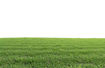 Obraz premium beautiful green field with flower and grass