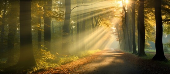 Autumn forest footpath brightened by sunbeams amidst fog
