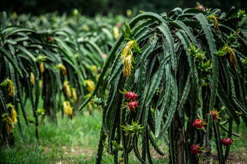 Dragon fruit trees in a garden waiting to be harvested on agriculturist farm in Asia Dragon fruit...