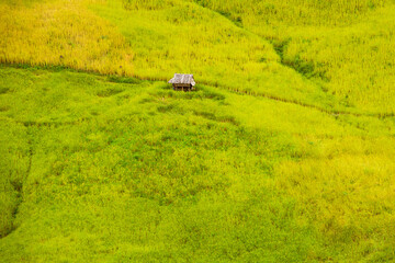 Landscape yellow rice fields on the mountain. Beautiful nature in the countryside Northern part of Thailand.