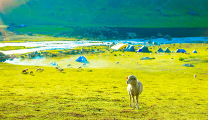Flock of Sheep and Landscape in the Himalayas Nepal Kashmir valley in the Himalayan region. mountain snow. hiking concept Nature camping, India.	