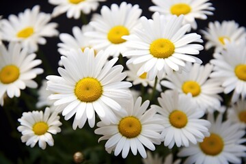 daisies with little bud and full bloom in same frame © altitudevisual