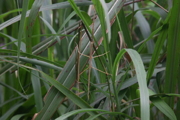 葉に付くナナフシ