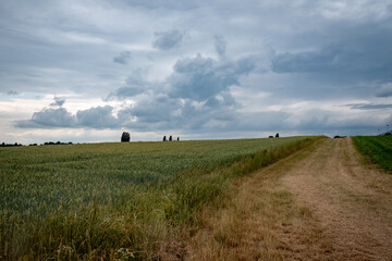 Witness the captivating contrast of nature's elements in this striking image. A green agriculture field of young corn stands resiliently in springtime, while under a dark and threatening stormy sky