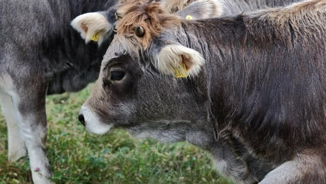 Headshot on a Cute Calf Cow on the Green Grass in a Sunny Day Switzerland.