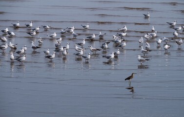 Seagulls