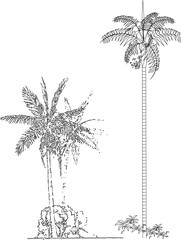vector illustration sketch of palm tree architectural details to complete the scenic image