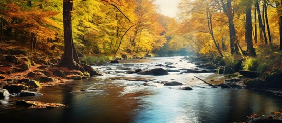 Autumn river in forest