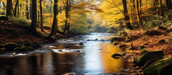 Autumn forest stream