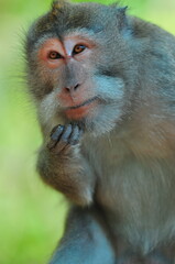 Animal monkey ape