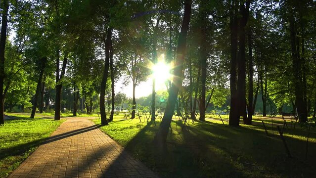 Early morning landscape in a summer city park