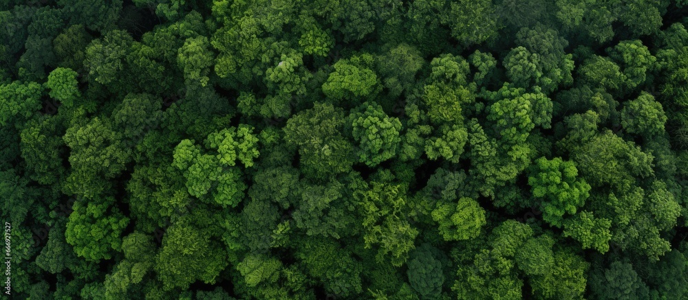 Sticker top view of a forest representing a healthy environment with green trees can be used as a web banner