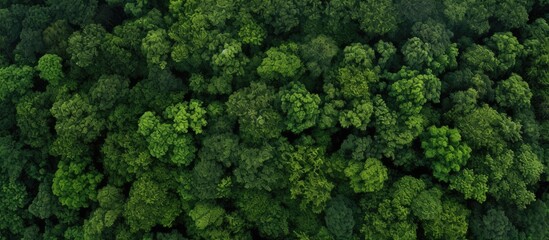 Top view of a forest representing a healthy environment with green trees Can be used as a web banner