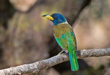Great Barbet

This largest barbets is colorful but often appears all dark from a distance. No other barbet in its range combines the features of a massive pale bill, black head and dark olive back