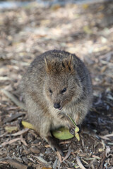 The cute little quokka only found on the island of Rottnest of the Western Australia coast