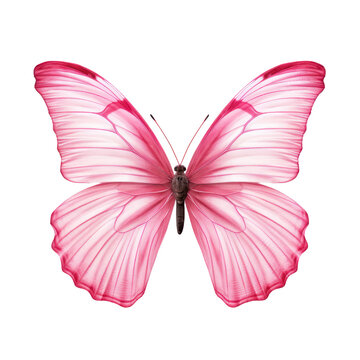 Pink butterfly isolated on transparent background,transparency 