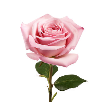 Pink rose isolated on transparent background,transparency 