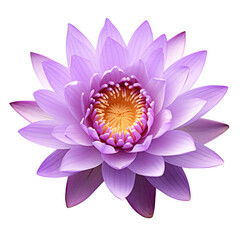 Purple water lily isolated on transparent background,transparency 