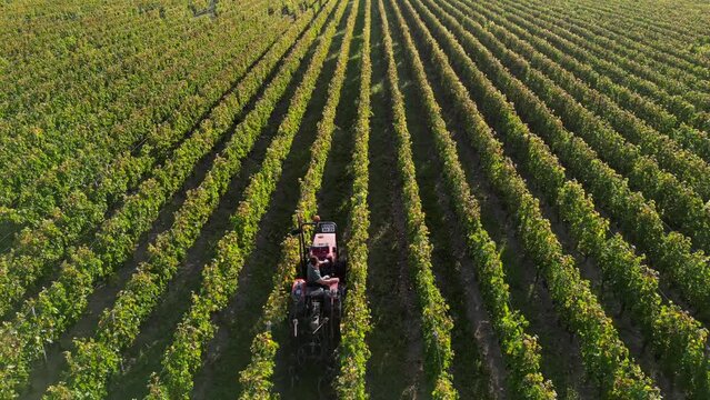Tractor working vineyard on wine farm after harvest, Agriculture and organic farming concepts, Pomerol, Gironde, France, High quality 4k footage