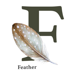 Capital letter F with feather. Watercolor illustration. Forest animal ABC alphabet font element. Wildlife animal alphabet letter F decorated with birds spotted feather. White background