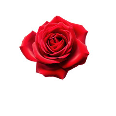 red rose blossom isolated on transparent background,transparency 