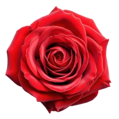 Zelfklevend Fotobehang red rose blossom isolated on transparent background,transparency  © SaraY Studio 