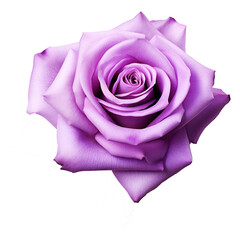 Violet,purple rose isolated on transparent background,transparency 