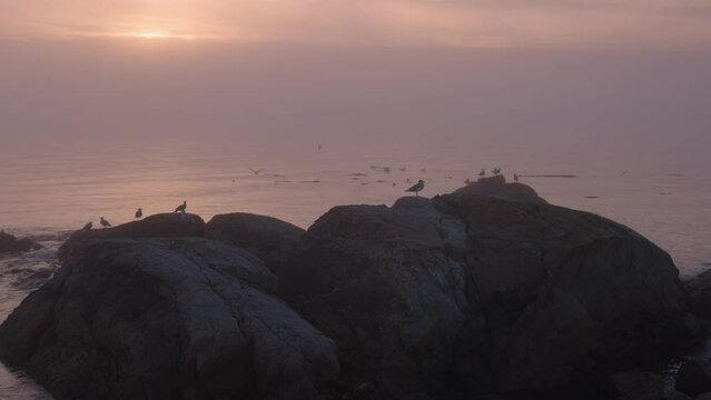 Rocky Shore on the Pacific Ocean Coast with birds flying. Foggy Sunset. Victoria, Vancouver Island, BC, Canada. Slow Motion