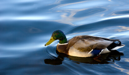 Beautiful drake, male mallard in clear river water on the Dnieper River.