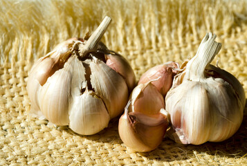 Garlic on burlap in the rays of sunlight.