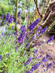 English lavender