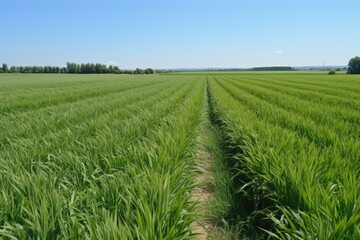 Fototapeta premium field of ripening crop, with one patch still green