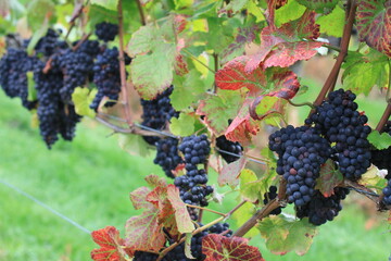 blue grapes in vineyard