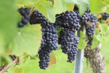 bunch of blue grapes