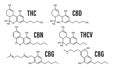 Foto op Aluminium Visual drawing of the molecular chemistry structure of the difference formula of marijuana for CBD, THC, CBN, CBG, THCV and CBC. Isolated on white background. Vector illustration © StudioGraphic