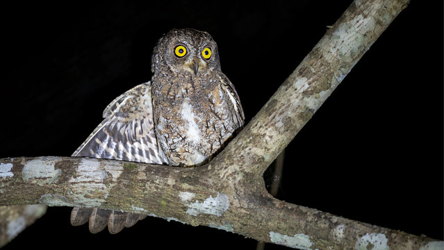 Oriental Scops Owl, 
Walden's SSP - Otus Sunia Modestus

An endemic subspecies of widespread Oriental Scops Owl which might get full species status in the future"
