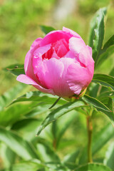 Blooming pink perennial peony in a summer garden country yard.