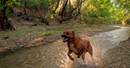 Dangerous strong bullmastiff mixed breed dog runs through forest in sunset