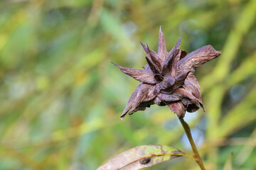 Willow petaled gall or rose gall, deformed shoot of a white willow tree (Salix alba), leaves are...
