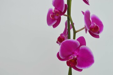Phalaenopsis orchid branch with bright pink purple flowers on a white background.