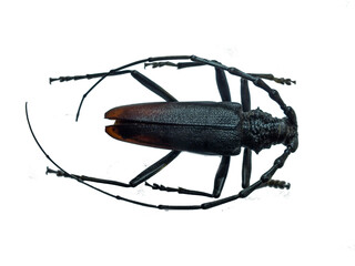 beetle isolated