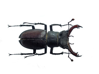stag beetle on a white background