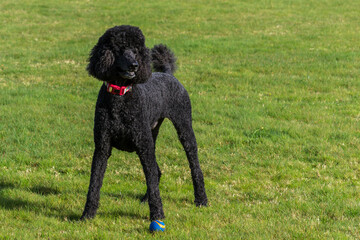 Black standard poodle standing in the grass with a ball.