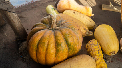 Pumpkin on the ground. A pile of pumpkins on the ground
