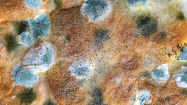 Mold on bread close-up macro. Mold on food. Fluffy mold spores as a background or texture. Mold fungus. Abstract background with copy space.